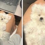 “놀아달라고 귀찮게해서 댕댕이 무릎에 앉혔더니 순식간에 꿈나라 갔어요”