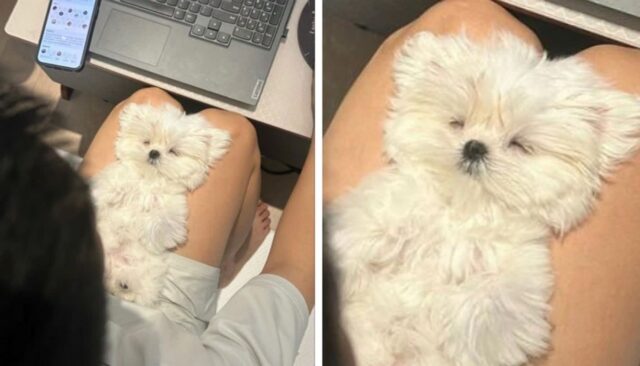 “놀아달라고 귀찮게해서 댕댕이 무릎에 앉혔더니 순식간에 꿈나라 갔어요”