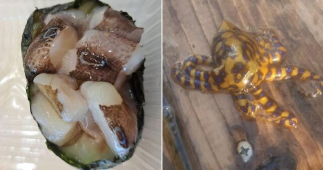 “문어에 파란색 원형 무늬가”… 포장한 초밥 먹다가 죽을 뻔한 사연