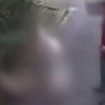 목줄 안 한 반려견 3마리가 길고양이 물어 죽이는데… 견주는 멀뚱히 서서 구경만 했다