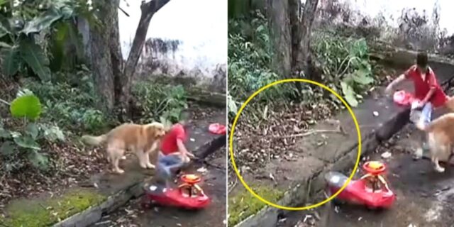 어린 소년 옷 물고 끌고 가자마자 커다란 나뭇가지 떨어져… 생명 구한 ‘천사견’ 리트리버 (영상)
