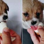 거리 떠돌다 난생처음 맛본 ‘삶은 계란’ 너무 맛있어 눈물 그렁그렁 맺힌 유기견