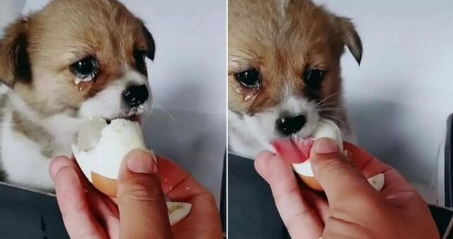 거리 떠돌다 난생처음 맛본 ‘삶은 계란’ 너무 맛있어 눈물 그렁그렁 맺힌 유기견