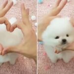 손가락 하트 모양 만들어서 내밀자 자기 얼굴 쏙 집어넣고 귀여움 폭발한 강아지