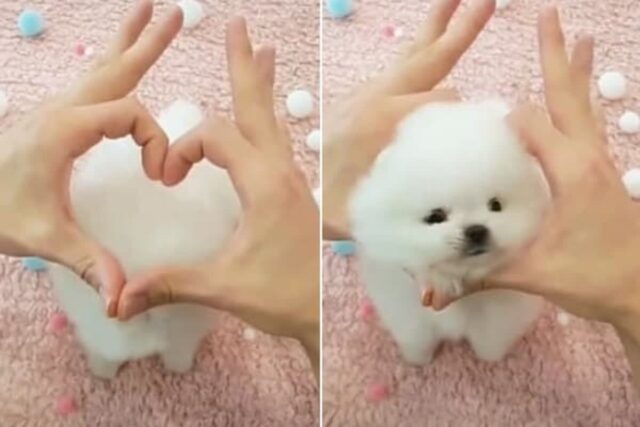 손가락 하트 모양 만들어서 내밀자 자기 얼굴 쏙 집어넣고 귀여움 폭발한 강아지
