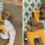 우울해하는 댕댕이한테 ‘잠옷 + 기린 인형’ 선물해줬더니 이렇게 좋아합니다