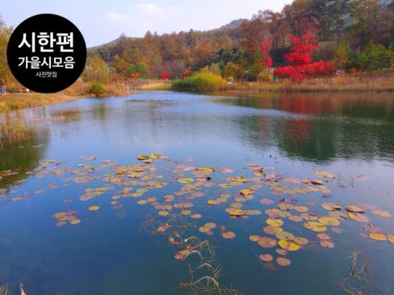 가을이 오면 생각나는 가을 시 모음