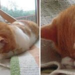 “아이고! 죄송하게 됐습니다”…소파에 스크래치하고 급하게 사과하는 고양이