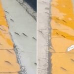 횡단보도 건너는 물고기 떼?… 보령서 촬영된 놀라운 영상