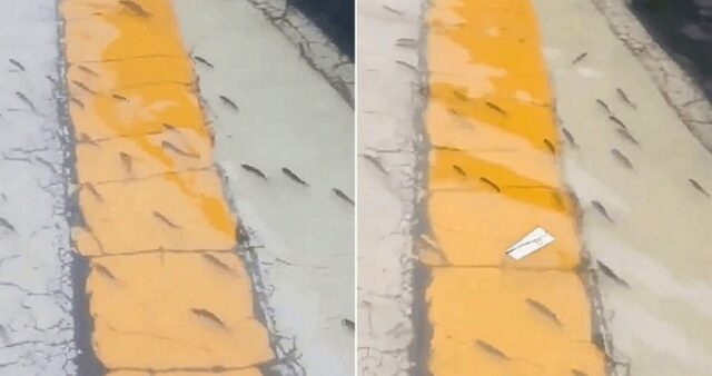 횡단보도 건너는 물고기 떼?… 보령서 촬영된 놀라운 영상