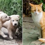 강아지·고양이 키우면 세금 낸다?… 정부, ‘반려동물 보유세’ 도입 검토