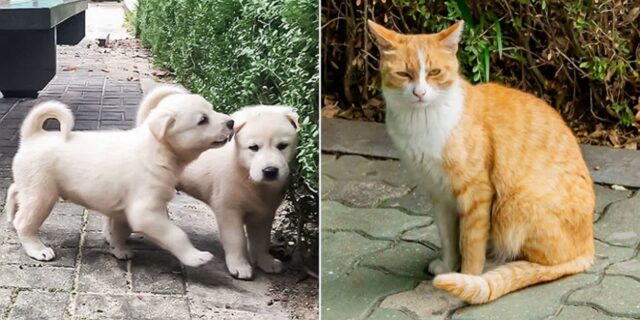 강아지·고양이 키우면 세금 낸다?… 정부, ‘반려동물 보유세’ 도입 검토