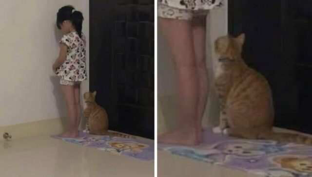 엄마한테 혼나 벽 보고 벌서는 꼬마 집사 걱정돼 곁에서 위로해주는 고양이