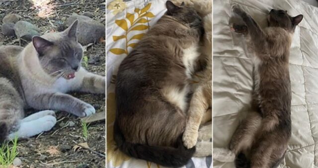 주인과 캠핑 갔다가 길 잃은 고양이, 두 달 만에 걸어서 돌아와… 집 오자마자 ‘꿀잠’ 잤다