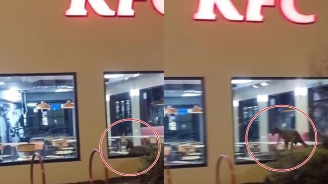 KFC 매장 들어왔다가 출입문 앞에서 탈출하지 못한 야생동물..’자동문 어려워!’