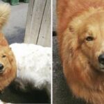 애견 유치원서 깜빡하고 댕댕이 놓고 온 주인이 잠시후 매니저에게 받은 사진