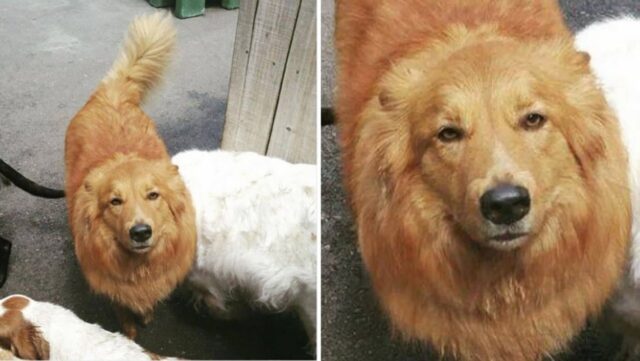 애견 유치원서 깜빡하고 댕댕이 놓고 온 주인이 잠시후 매니저에게 받은 사진