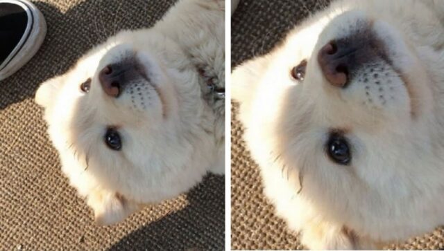 “뭐해? 보고만 있을거야? 빨리 만져~”…댕댕이가 0.1초만에 발라당 뒤집어졌던 이유