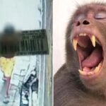 6살 여자 아이 유괴해 성폭행 하려한 인도 남성… ‘원숭이 무리’가 달려들어 구했다