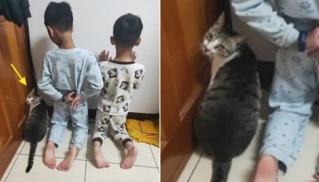 동생하고 싸웠다가 엄마한테 혼나 벌서는 형제 보자 고양이가 보인 반응
