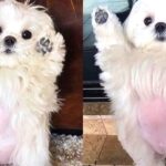 우리집 댕냥이 10분 동안 껴안고 꼬순내 맡으면 집사에게 일어나는 놀라운 효과