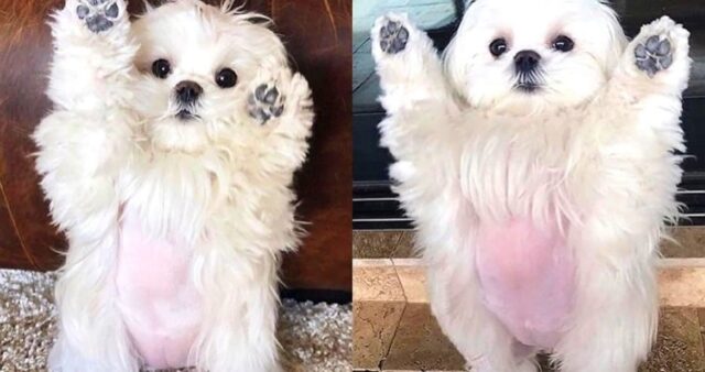 우리집 댕냥이 10분 동안 껴안고 꼬순내 맡으면 집사에게 일어나는 놀라운 효과