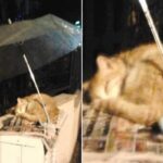몸 웅크린 채로 비 맞으며 잠든 길고양이 자꾸 눈에 밟혀 우산 씌워주고 떠난 행인