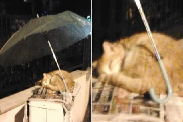 몸 웅크린 채로 비 맞으며 잠든 길고양이 자꾸 눈에 밟혀 우산 씌워주고 떠난 행인