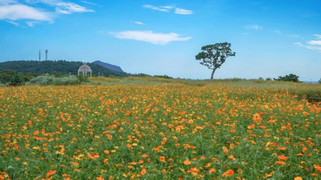 황금빛 물결로 뒤덮인 제주 서쪽 ‘꽃세권’ 명소 어디