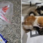“눈도 못 뜬 새끼 고양이 4마리가 ‘비닐봉지’에 담겨 유기됐습니다” (사진)