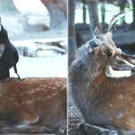 새도 녹용으로 몸보신 하나… “사슴뿔 뜯어 먹는 까마귀를 발견했습니다” (영상)