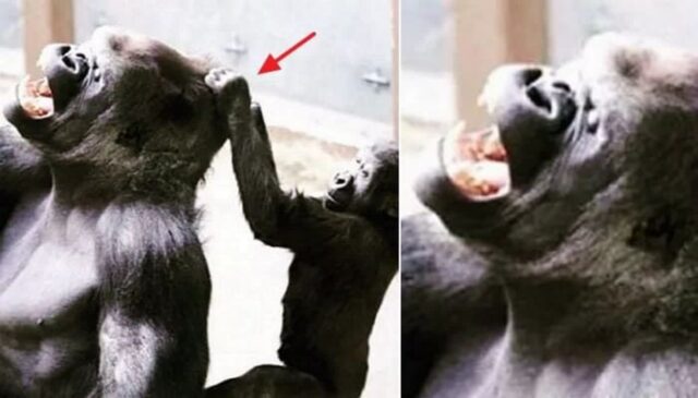 놀아준다고 해놓고 딴짓하고 있자 배신감 느낀 아들이 아빠 고릴라한테 한 못된 짓