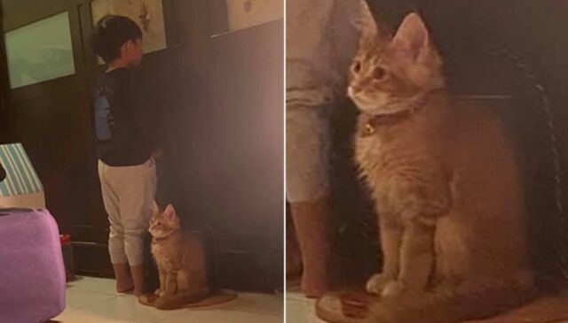 엄마한테 혼나 벽 보고 벌서는 꼬마 집사 보자 고양이가 보인 ‘감동적인 행동’