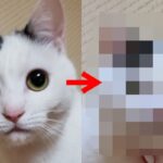 몰라보게 달라진 고양이 얼굴 ‘송편에서 왕만두로 변신’