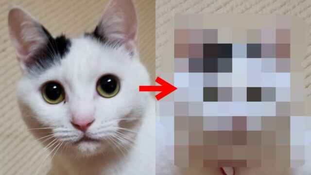 몰라보게 달라진 고양이 얼굴 ‘송편에서 왕만두로 변신’