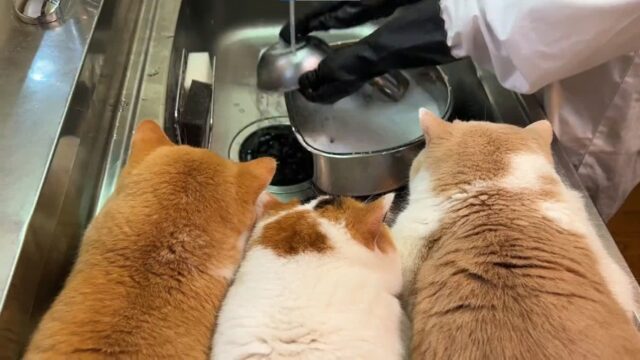 싱크대 위에서 집사 감시하는 고양이들 ‘설거지 똑바로 하라냥~’