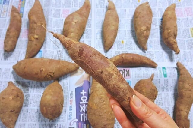 제철 고구마 이렇게 보관하면 몇달도 끄덕없이 싱싱하다고!?