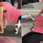 요가 수업 중인 여성의 허락도 없이 다짜고짜 옷속으로 들어가서 품에 안긴 고양이