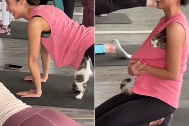 요가 수업 중인 여성의 허락도 없이 다짜고짜 옷속으로 들어가서 품에 안긴 고양이