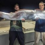 “말 머리에 물고기 몸통”… 2m 달하는 기괴한 심해어 발견됐다