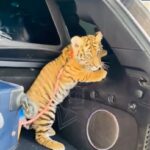 트렁크에서 나온 작은 호랑이, 강아지처럼 목줄도 하고 있는 모습에 ‘깜짝’