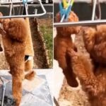 세탁해서 건조대에 널어놓은 곰인형이 걱정됐던 강아지가 보인 감동적인 행동