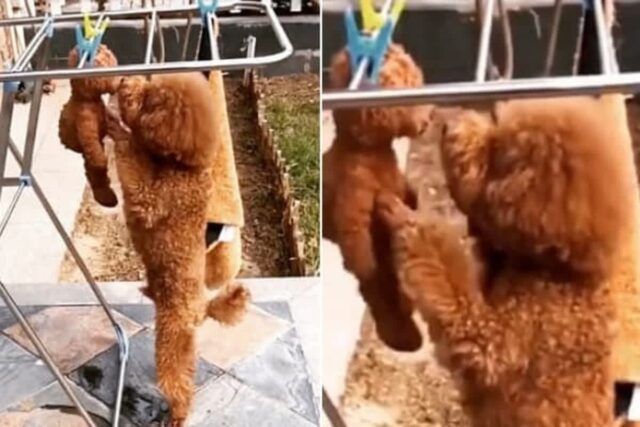세탁해서 건조대에 널어놓은 곰인형이 걱정됐던 강아지가 보인 감동적인 행동