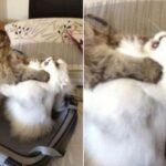 고양이 두 마리 키우는 집사가 여행 갈 준비할때 절대로 가방 열어놓으면 안되는 이유