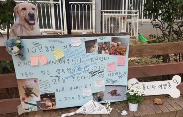 키우던 반려견이 세상 떠난 뒤 아파트 주민들에게 감사 인사 전한 견주가 폭풍 오열한 이유