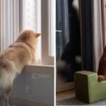 옆집 훔쳐보는 게 취미인 댕댕이에게 ‘의자와 커피’를 가져다줬다가 마주한 상황