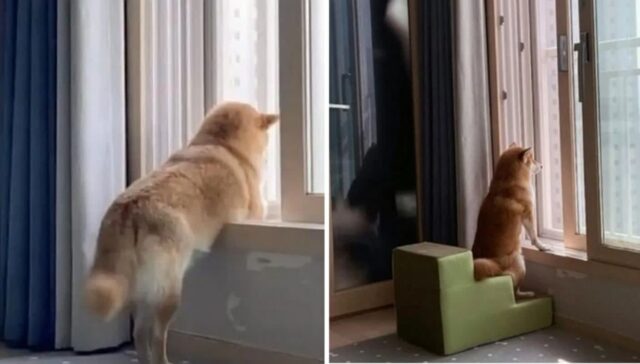 옆집 훔쳐보는 게 취미인 댕댕이에게 ‘의자와 커피’를 가져다줬다가 마주한 상황