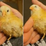 귀여워서 쓰담쓰담해줬더니 기분이 좋은지 손바닥에서 그대로 ‘스르륵’ 잠든 병아리
