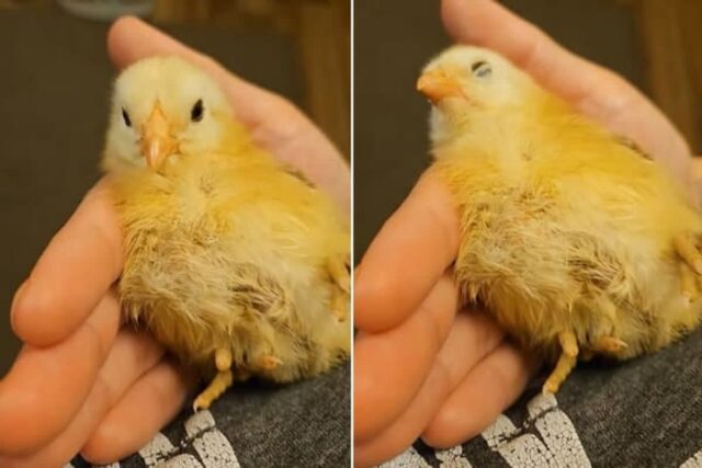 귀여워서 쓰담쓰담해줬더니 기분이 좋은지 손바닥에서 그대로 ‘스르륵’ 잠든 병아리