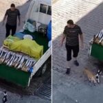 배고픈 길고양이들이 자기 트럭에서 생선 훔치는 걸 보고도 못 본 척해주는 사장님
